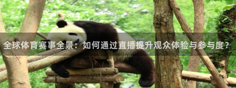 蜘蛛直播免费在线播放：全球体育赛事全景：如何通过直播提升观众体验与参与度？